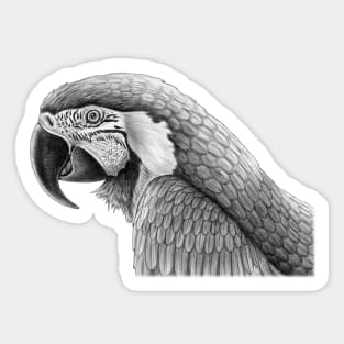 Macaw Sticker